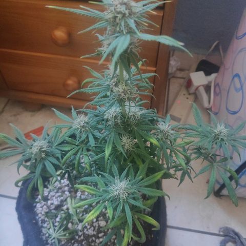 Red skunk x red critical growlog timeline photo