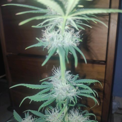 Red skunk x red critical growlog timeline photo