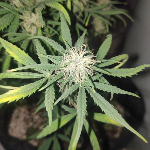 Red skunk x red critical growlog timeline photo