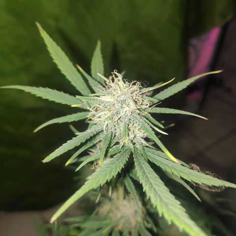 Red skunk x red critical growlog timeline photo