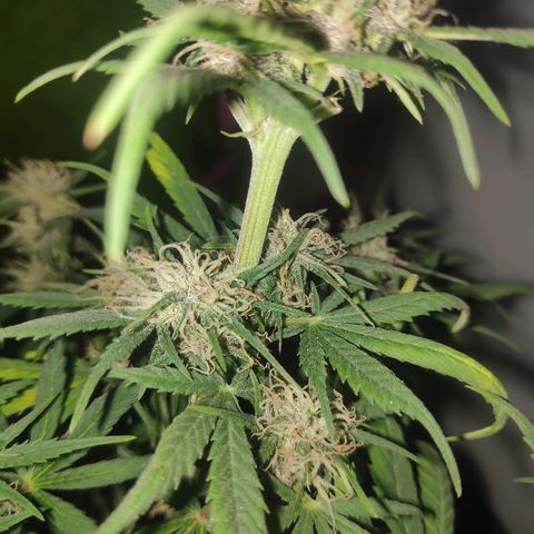 Red skunk x red critical growlog timeline photo
