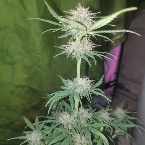 Red skunk x red critical growlog timeline photo