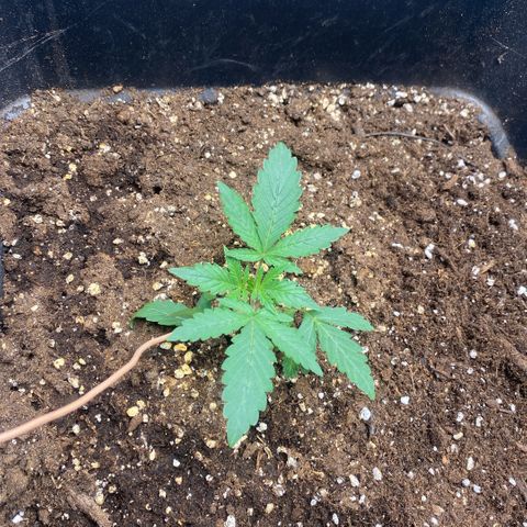 Triple gg growlog timeline photo