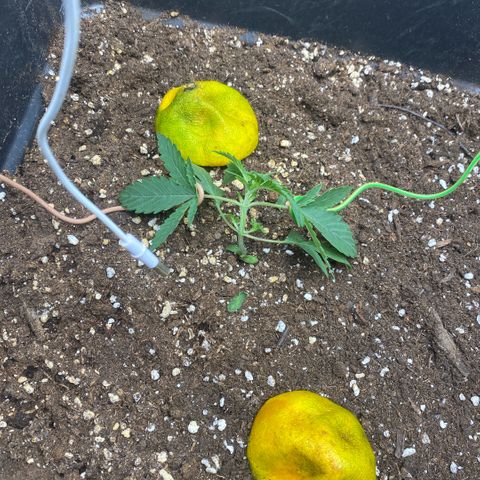 Triple gg growlog timeline photo