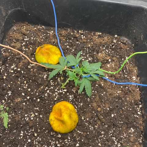Triple gg growlog timeline photo