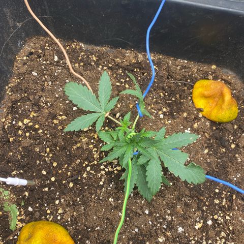Triple gg growlog timeline photo