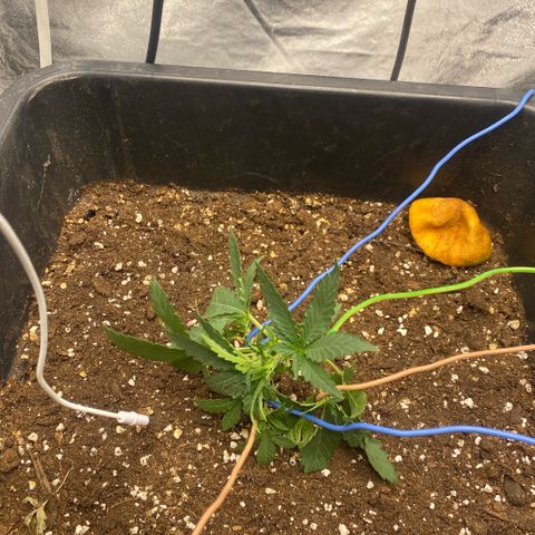Triple gg growlog timeline photo