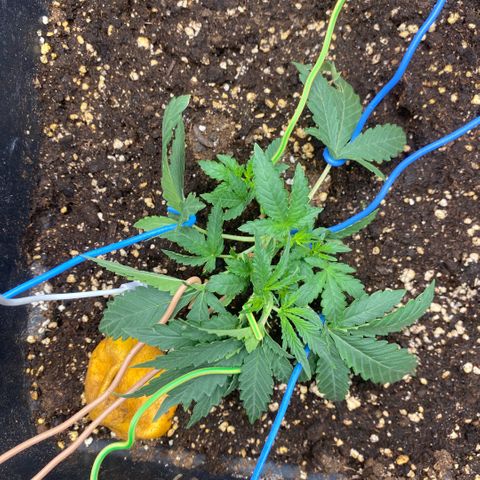 Triple gg growlog timeline photo