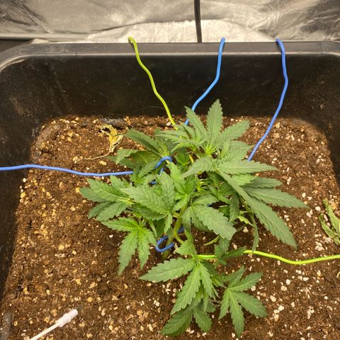 Triple gg growlog timeline photo