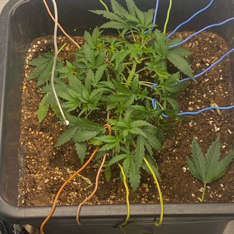 Triple gg growlog timeline photo