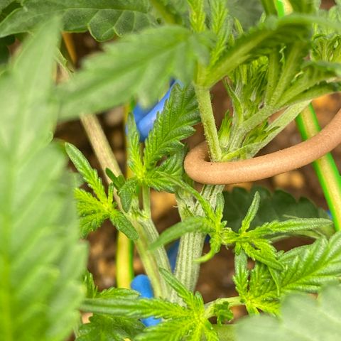 Triple gg growlog timeline photo