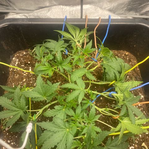 Triple gg growlog timeline photo