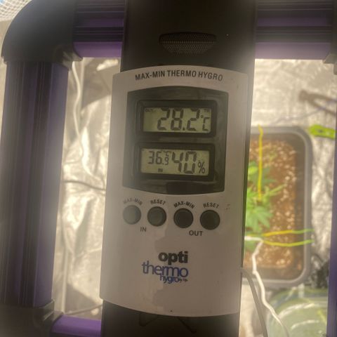 Triple gg growlog timeline photo