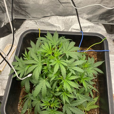 Triple gg growlog timeline photo