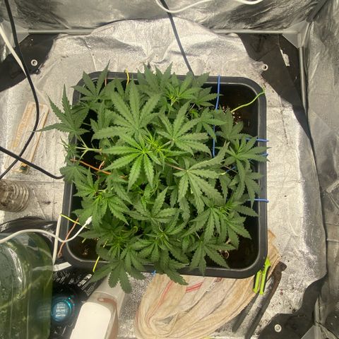 Triple gg growlog timeline photo
