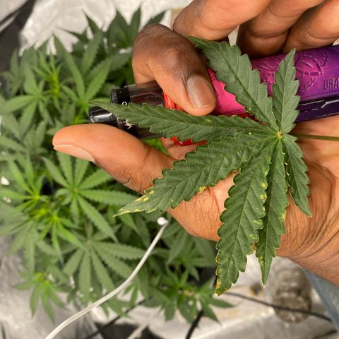 Triple gg growlog timeline photo