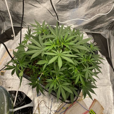 Triple gg growlog timeline photo