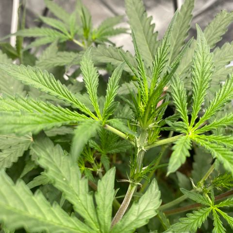 Triple gg growlog timeline photo