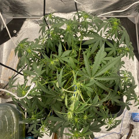 Triple gg growlog timeline photo