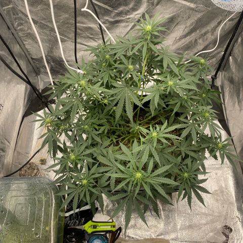 Triple gg growlog timeline photo