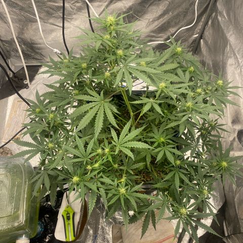 Triple gg growlog timeline photo
