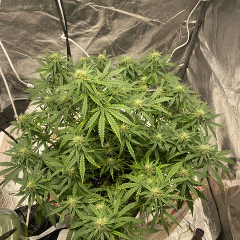 Triple gg growlog timeline photo