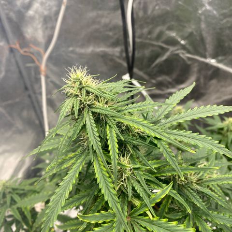 Triple gg growlog timeline photo