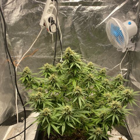 Triple gg growlog timeline photo