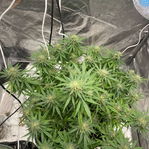 Triple gg growlog timeline photo