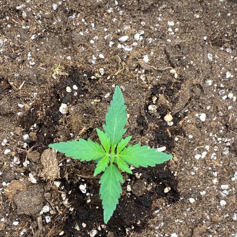 Sour jealousy growlog timeline photo