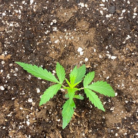 Sour jealousy growlog timeline photo
