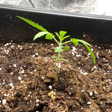 Sour jealousy growlog timeline photo