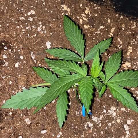 Sour jealousy growlog timeline photo