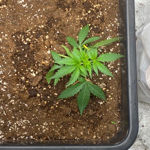 Sour jealousy growlog timeline photo