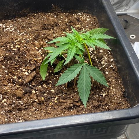 Sour jealousy growlog timeline photo