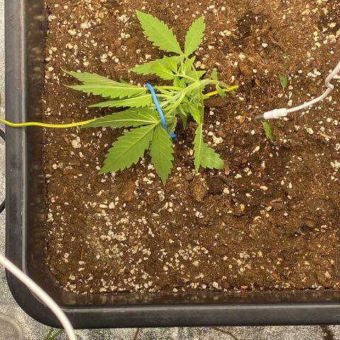 Sour jealousy growlog timeline photo