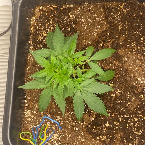Sour jealousy growlog timeline photo