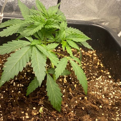 Sour jealousy growlog timeline photo