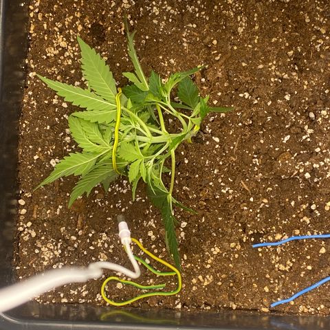 Sour jealousy growlog timeline photo