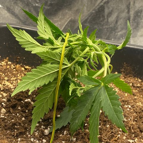 Sour jealousy growlog timeline photo