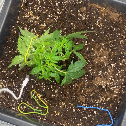 Sour jealousy growlog timeline photo