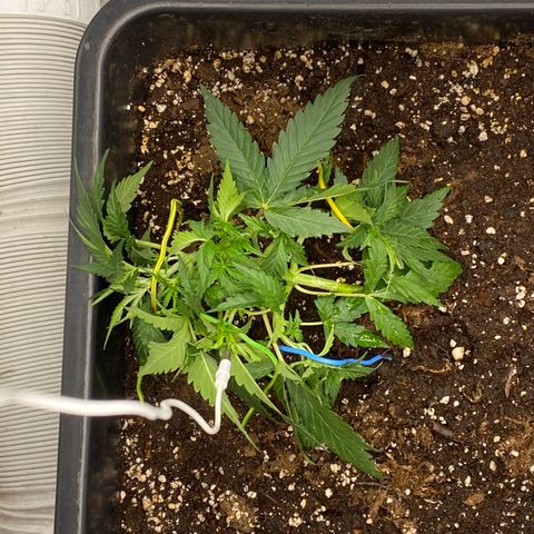 Sour jealousy growlog timeline photo