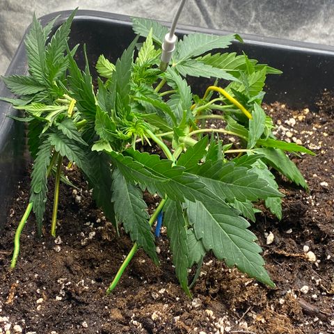 Sour jealousy growlog timeline photo