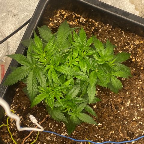 Sour jealousy growlog timeline photo
