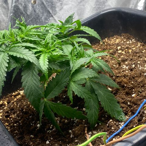 Sour jealousy growlog timeline photo