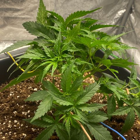 Sour jealousy growlog timeline photo