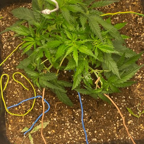 Sour jealousy growlog timeline photo