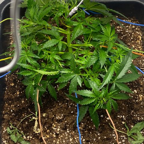 Sour jealousy growlog timeline photo