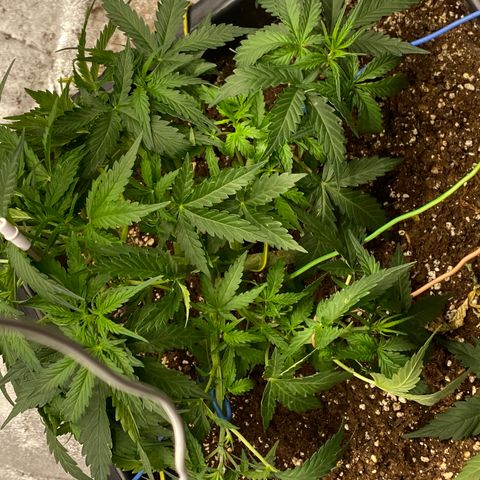 Sour jealousy growlog timeline photo