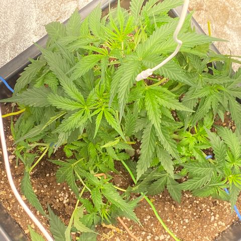 Sour jealousy growlog timeline photo
